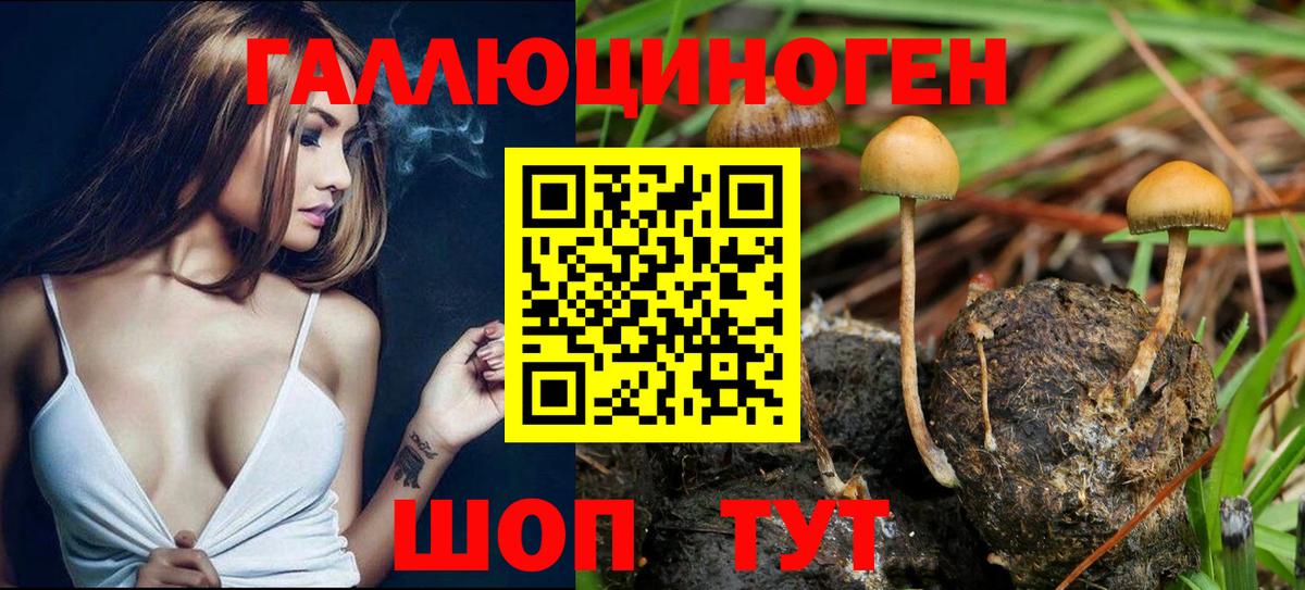 Псилоцибиновые грибы Psilocybine cubensis  Вход с VPN  Сызрань  Псилоцибиновые грибы ЛСД 